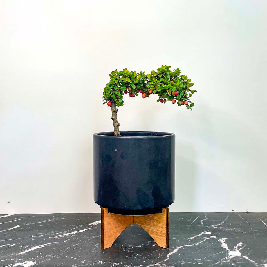 Strieb's Findling Espalier Cotoneaster