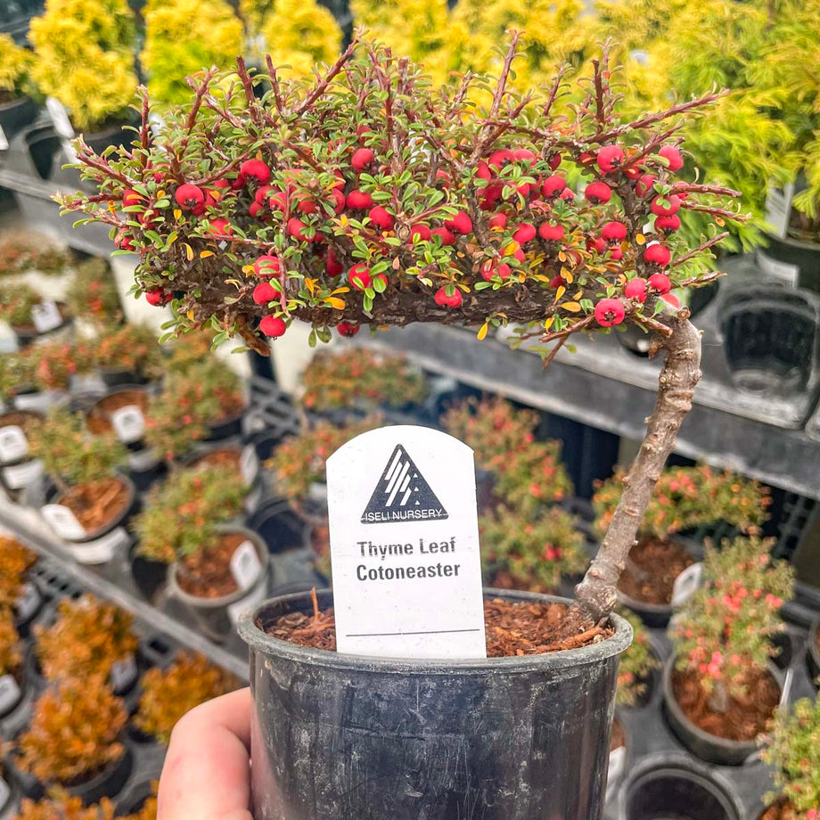 Thyme Leaf Cotoneaster