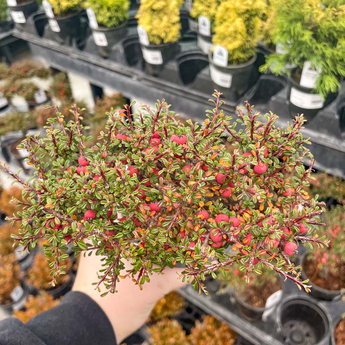 thyme bonsai tree Thyme Leaf Cotoneaster