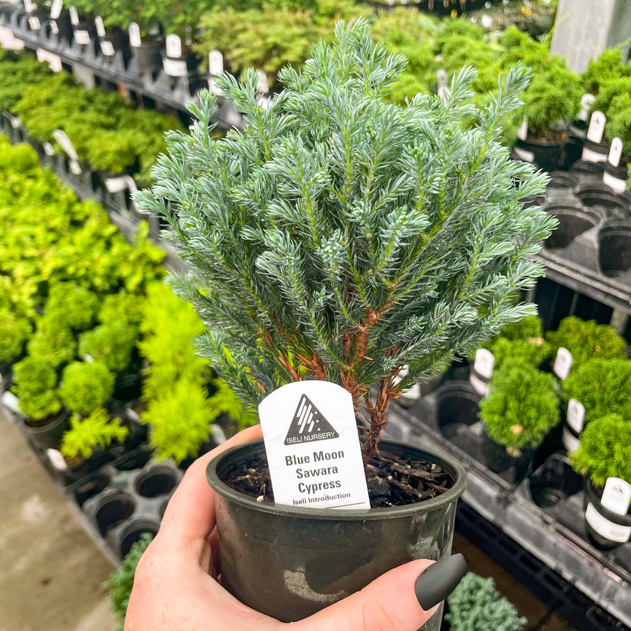 Blue Moon Sawara Cypress - Live Bonsai Starter, 4” Grower's Pot