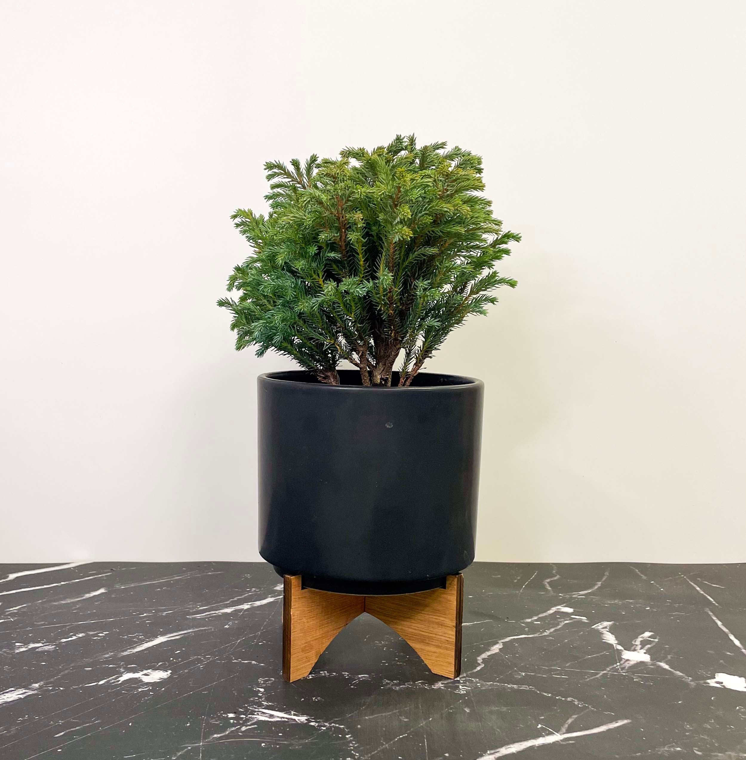 blue moon indoor plant Blue Moon Sawara Cypress
