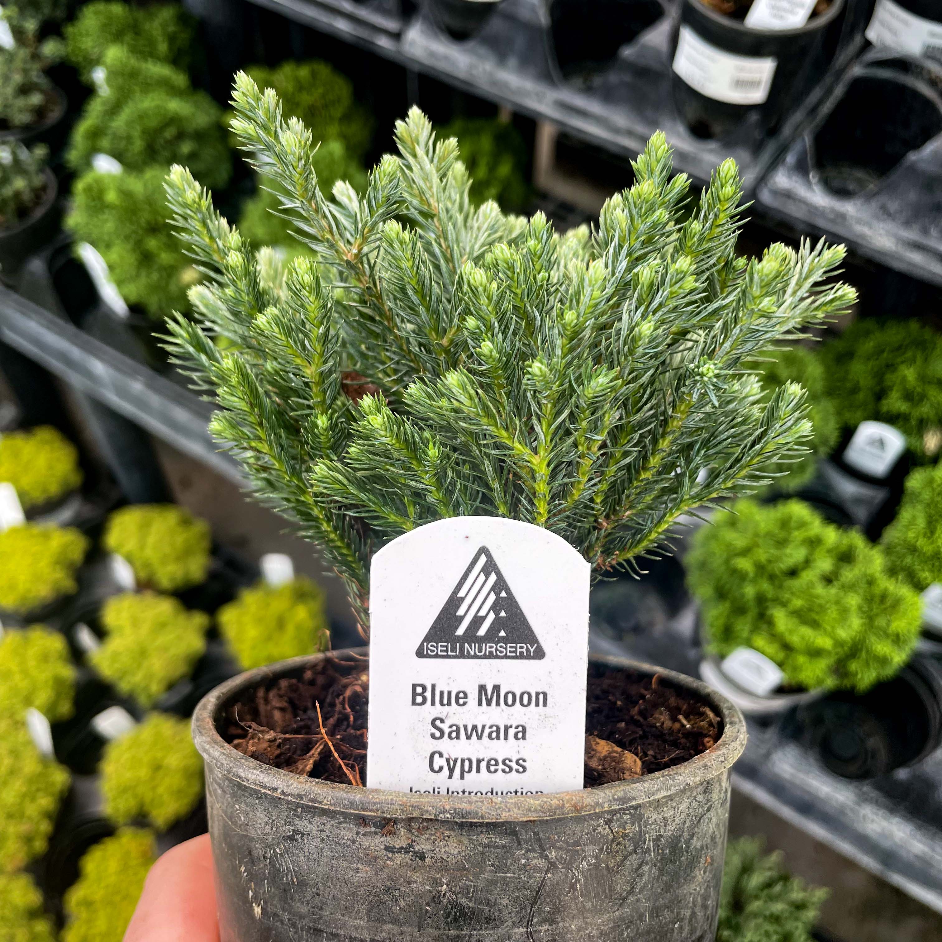 blue moss cypress bonsai tree Blue Moon Sawara Cypress