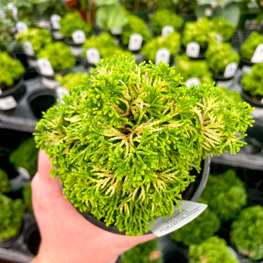 Bonsai.