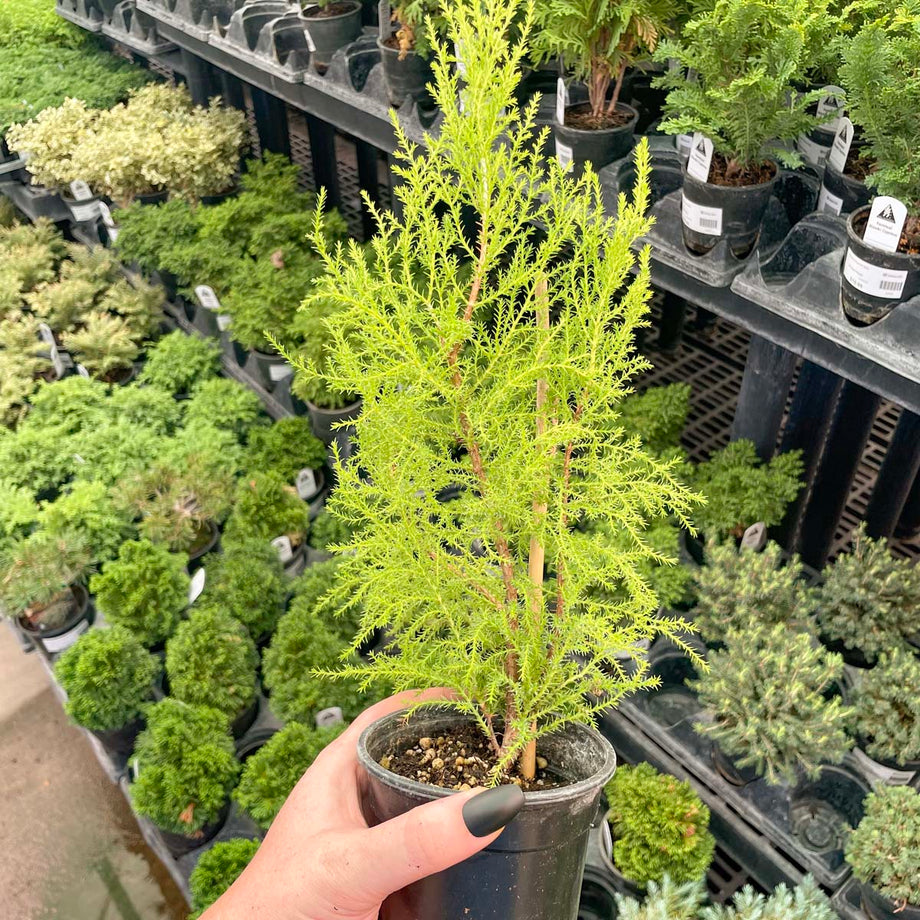 Blue Moon Sawara Cypress - Live Bonsai Starter, 4” Grower's Pot