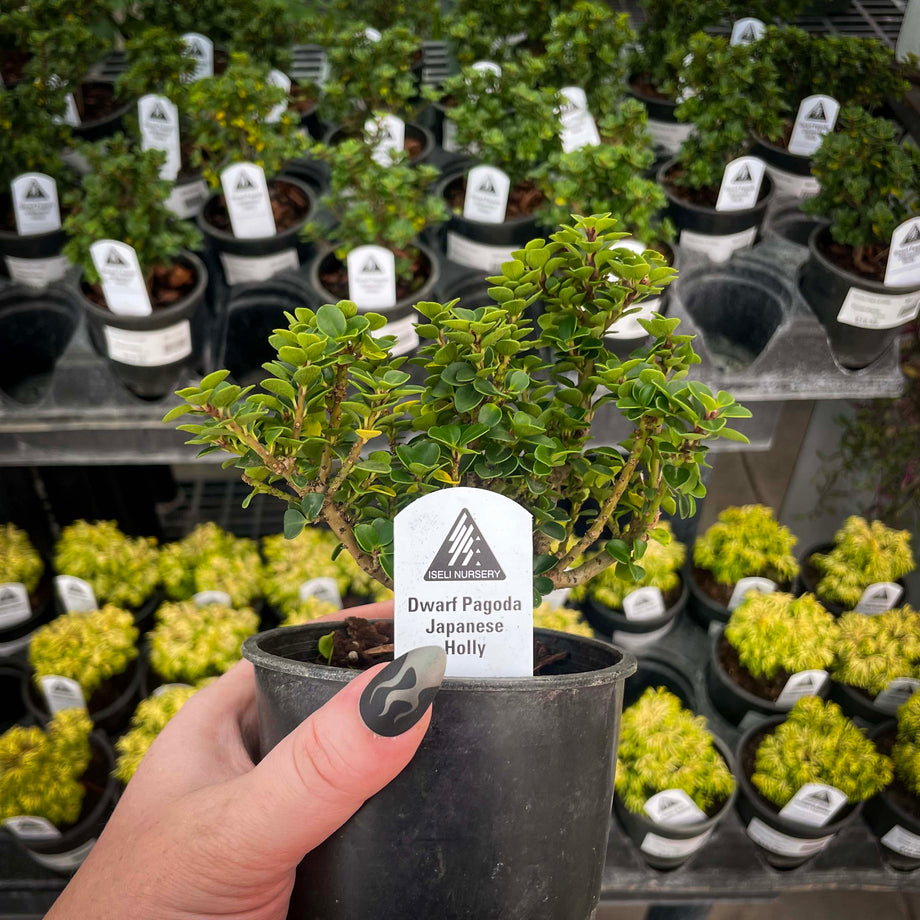 Dwarf Pagoda Japanese Holly