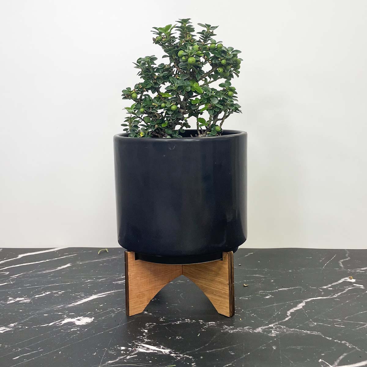 holly plant in pot Dwarf Pagoda Japanese Holly