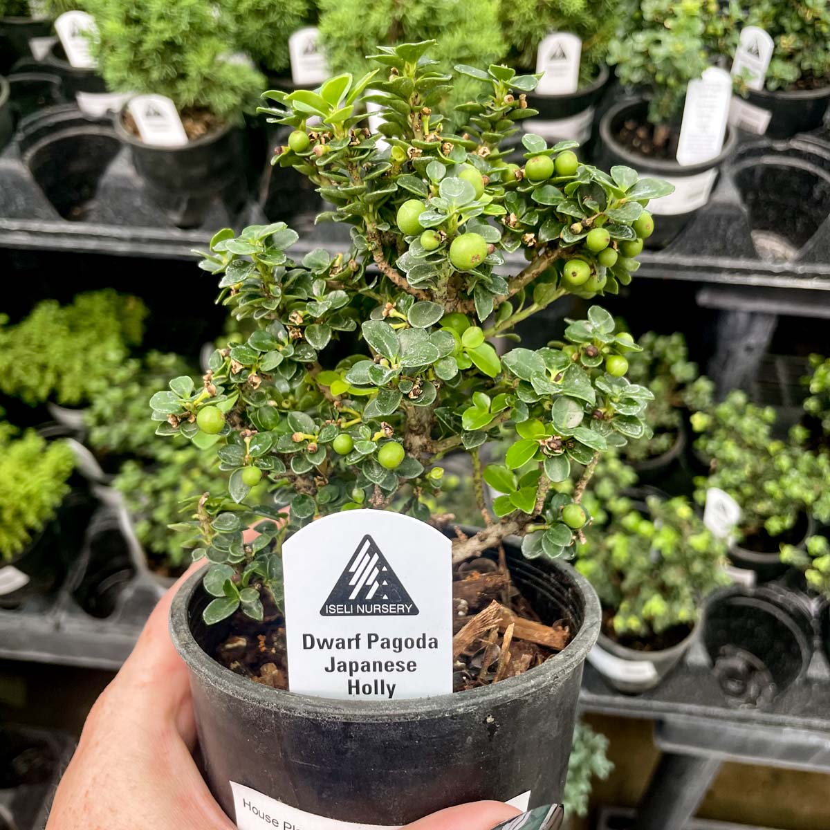holly tree bonsai Dwarf Pagoda Japanese Holly