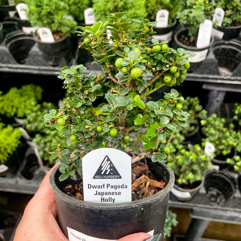 japanese pagoda tree bonsai Dwarf Pagoda Japanese Holly