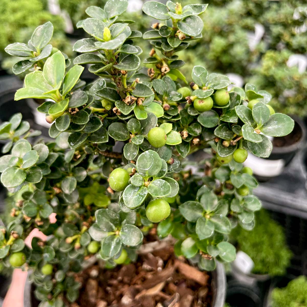 japanese pagoda bonsai tree Dwarf Pagoda Japanese Holly