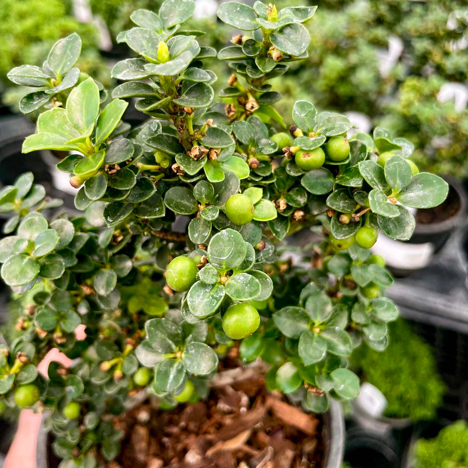 Dwarf Pagoda Japanese Holly
