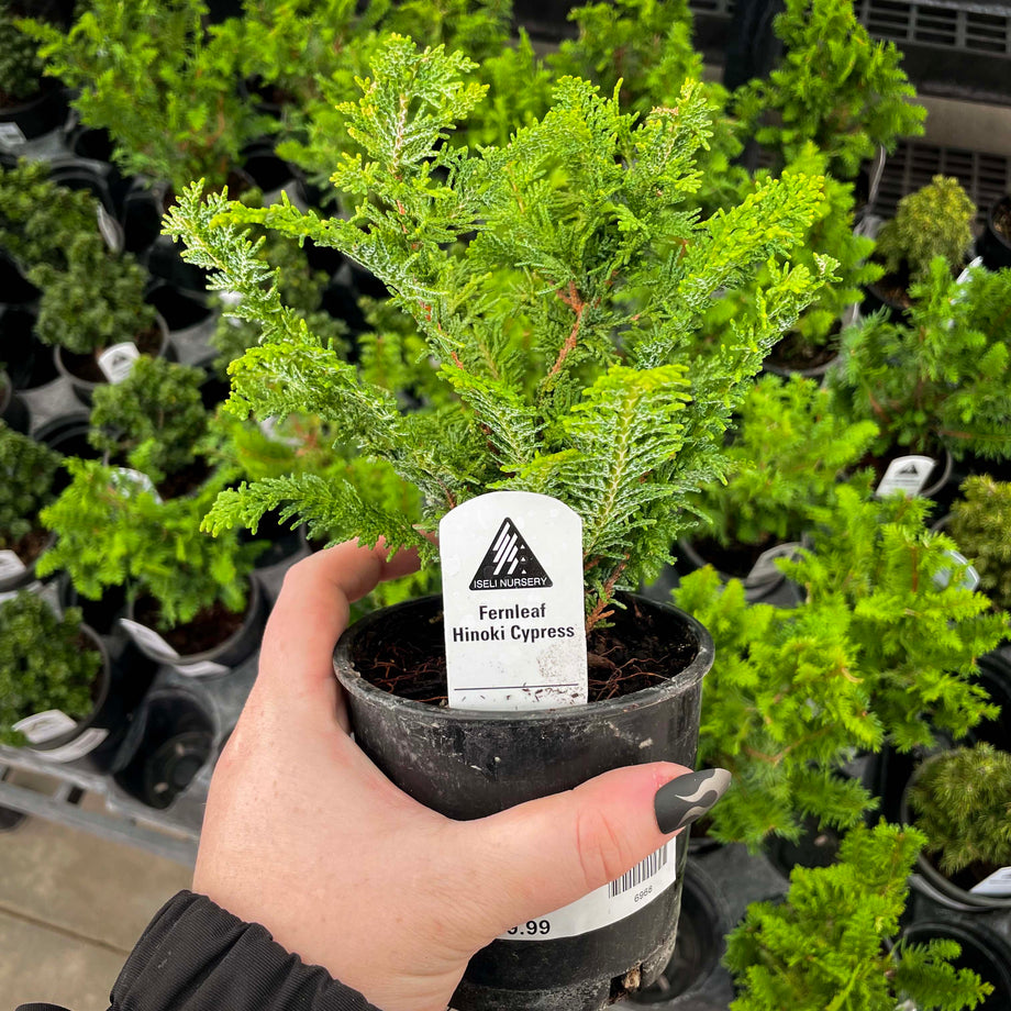 hinoki cypress tree bonsai Fernleaf Hinoki Cypress