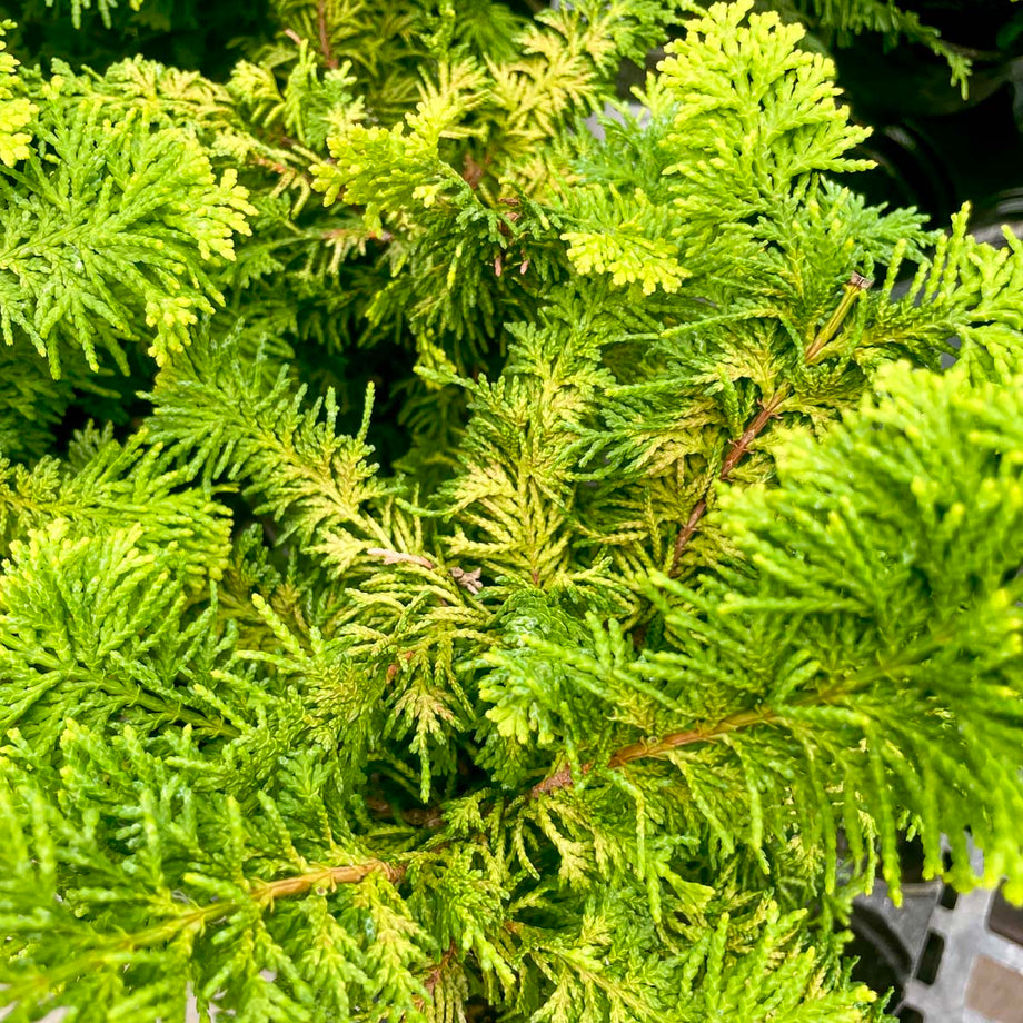 Fernspray Gold Hinoki Cypress - Live Bonsai Starter, 4” Grower's