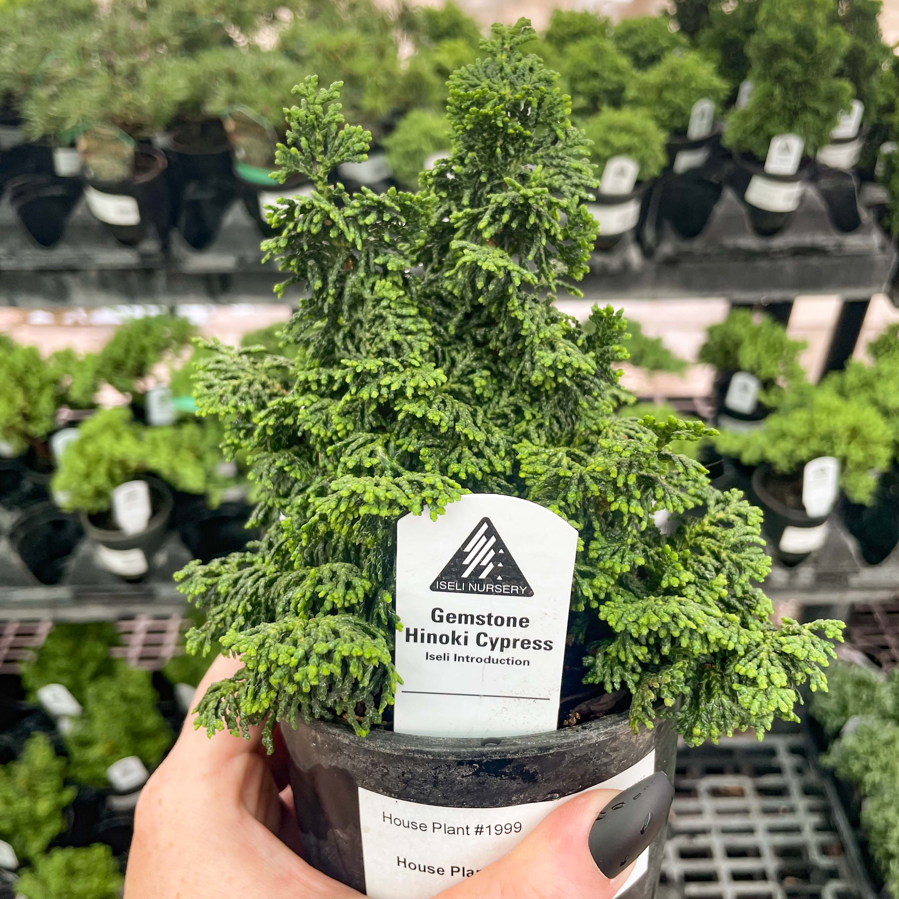 cypress house plant Gemstone Hinoki Cypress