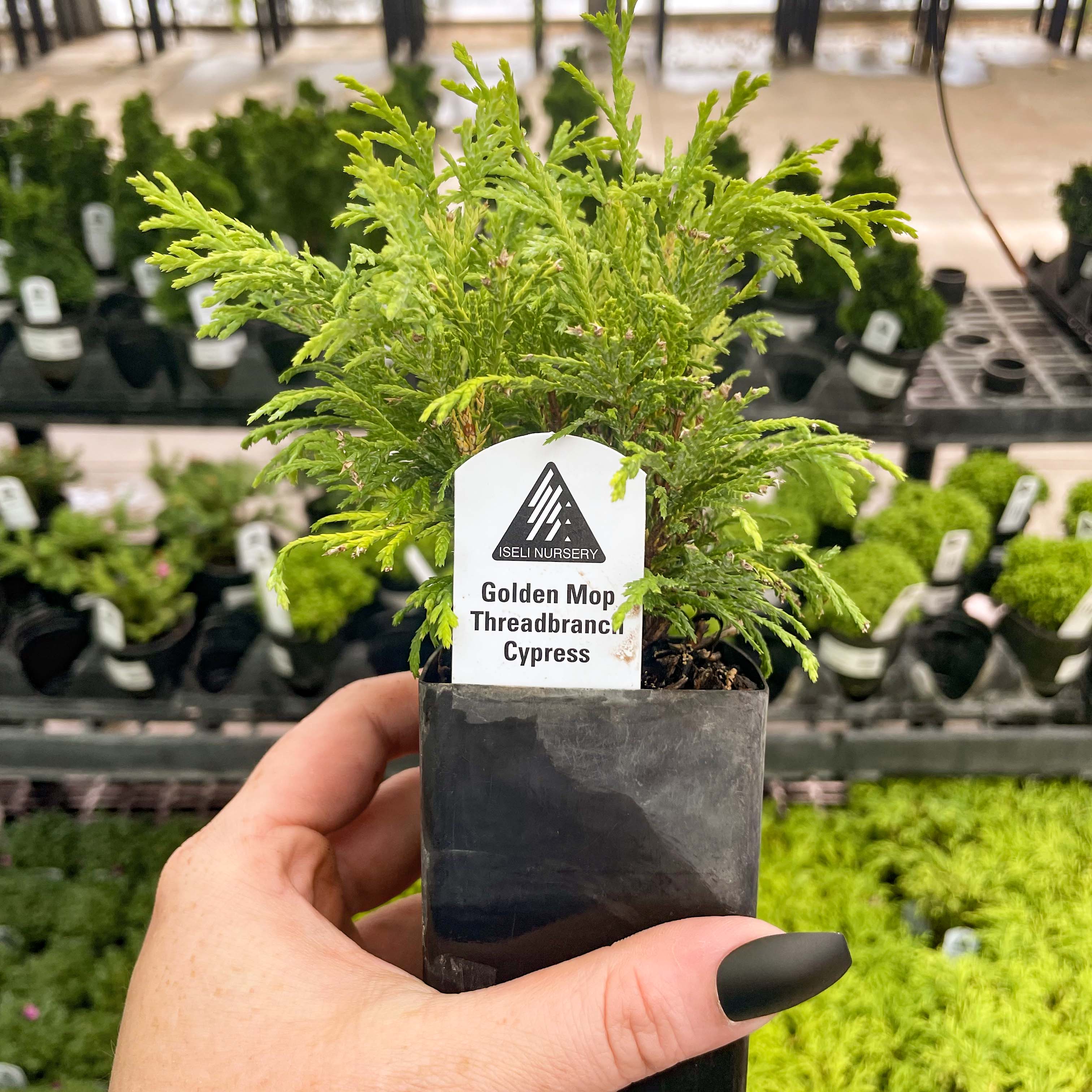 gold bonsai tree pitch perfect Golden Mop Threadbranch Cypress, Bonsai Starter Plant – Southern Idaho Landscape Center