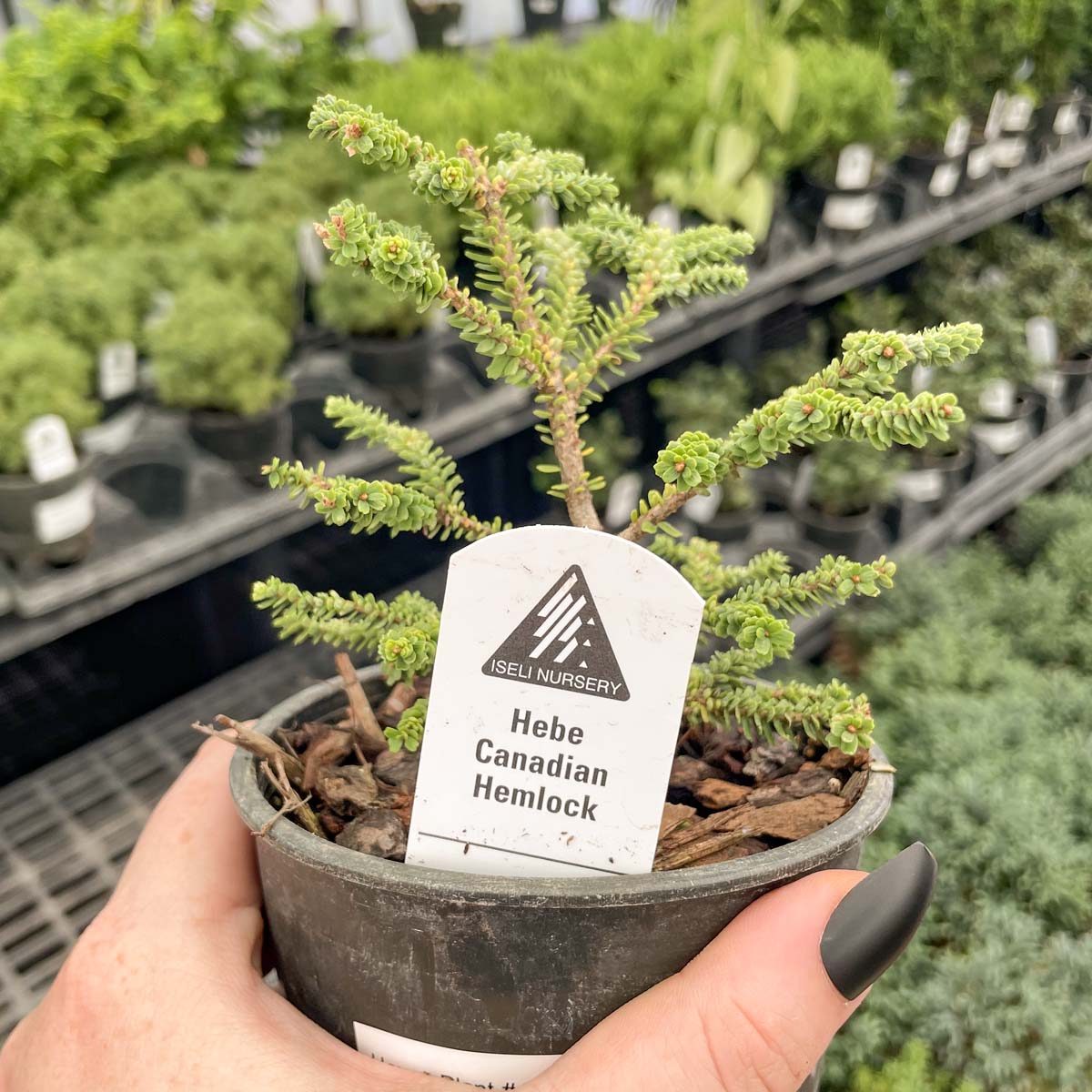 hemlock tree bonsai Hebefolia Hebe Canadian Hemlock