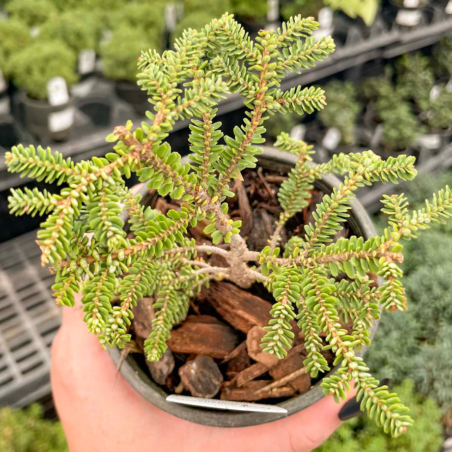 Hebefolia Hebe Canadian Hemlock