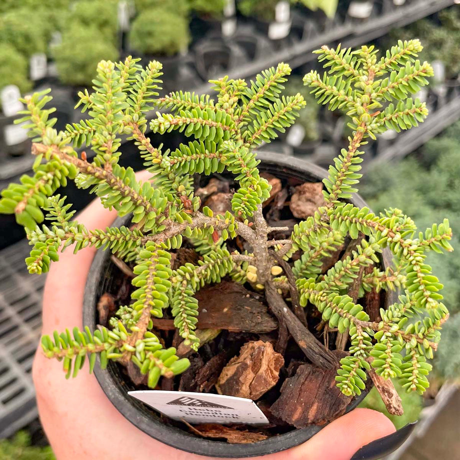 Hebefolia Hebe Canadian Hemlock