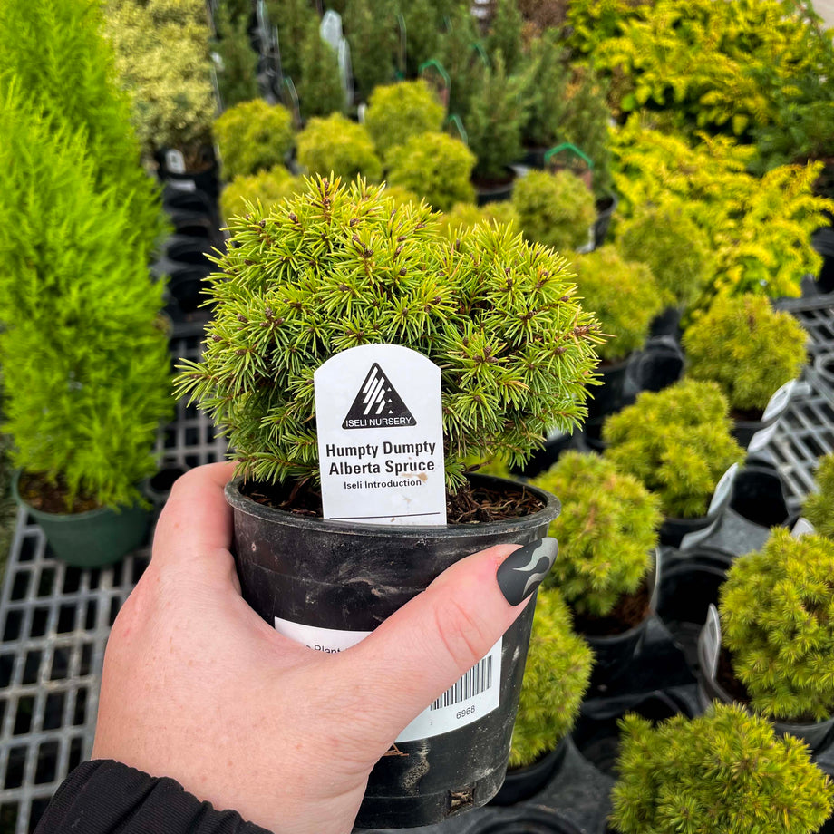 Humpty Dumpty Alberta Spruce