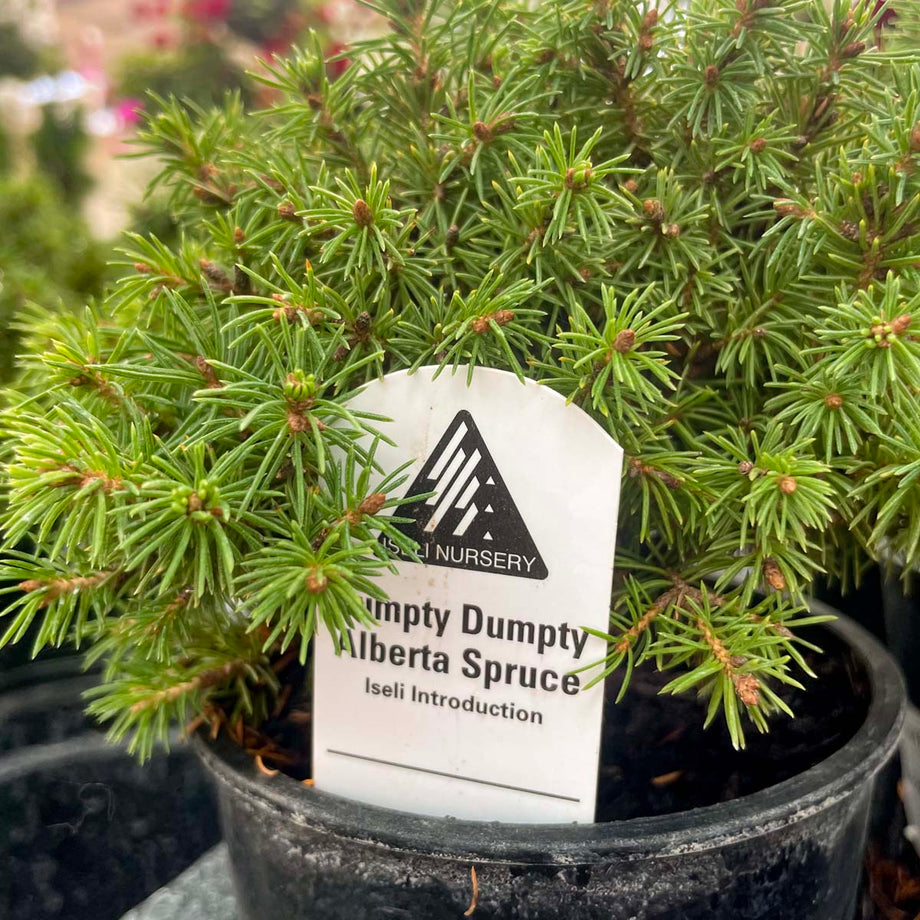 Humpty Dumpty Alberta Spruce - Live Bonsai Starter, 4” Grower's