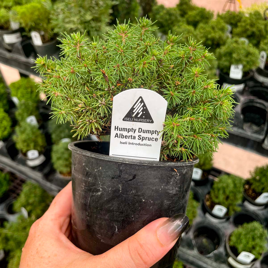 Humpty Dumpty Alberta Spruce - Live Bonsai Starter, 4” Grower's