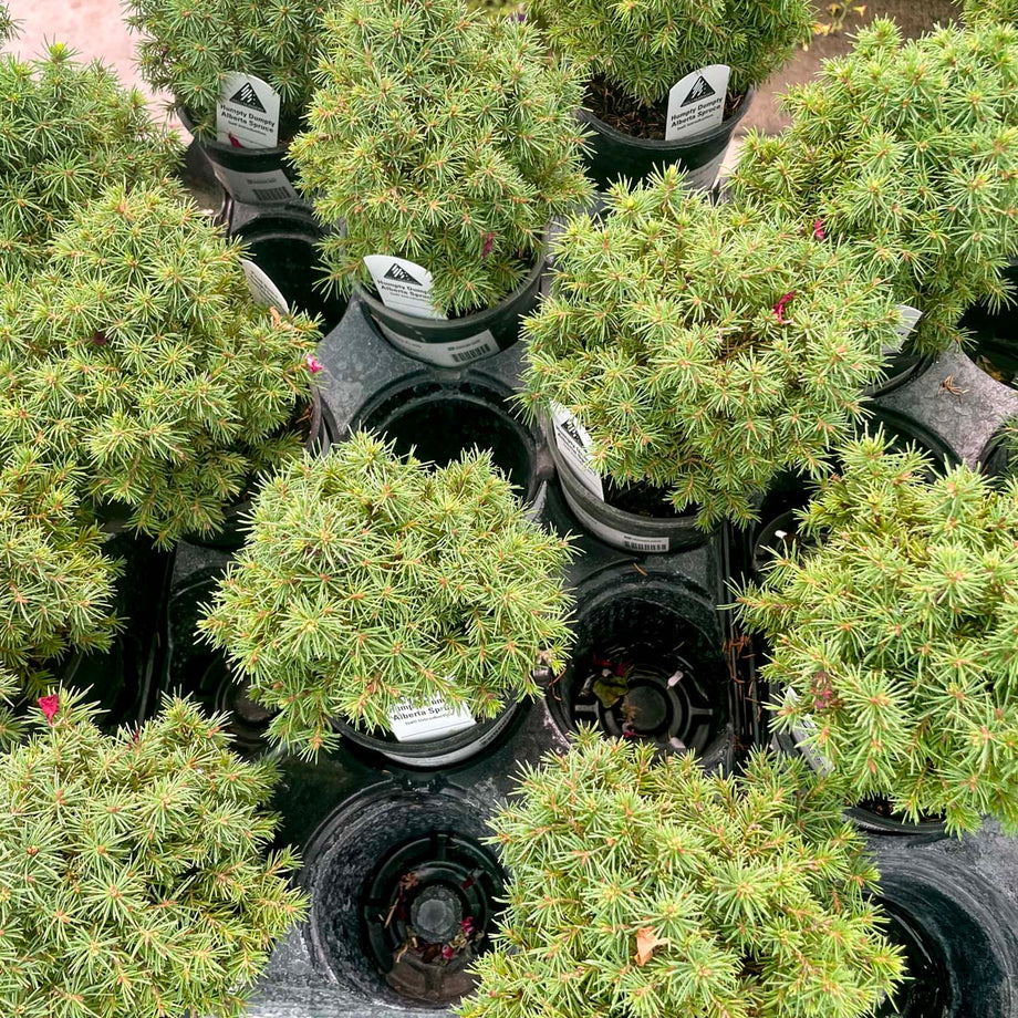 Bonsai.