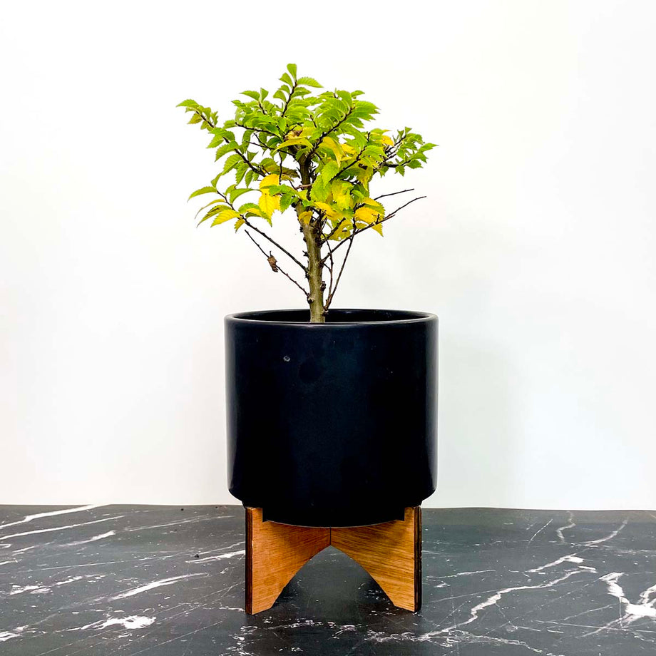 Jacqueline Hillier Elm - Live Bonsai Starter, 4” Grower's Pot