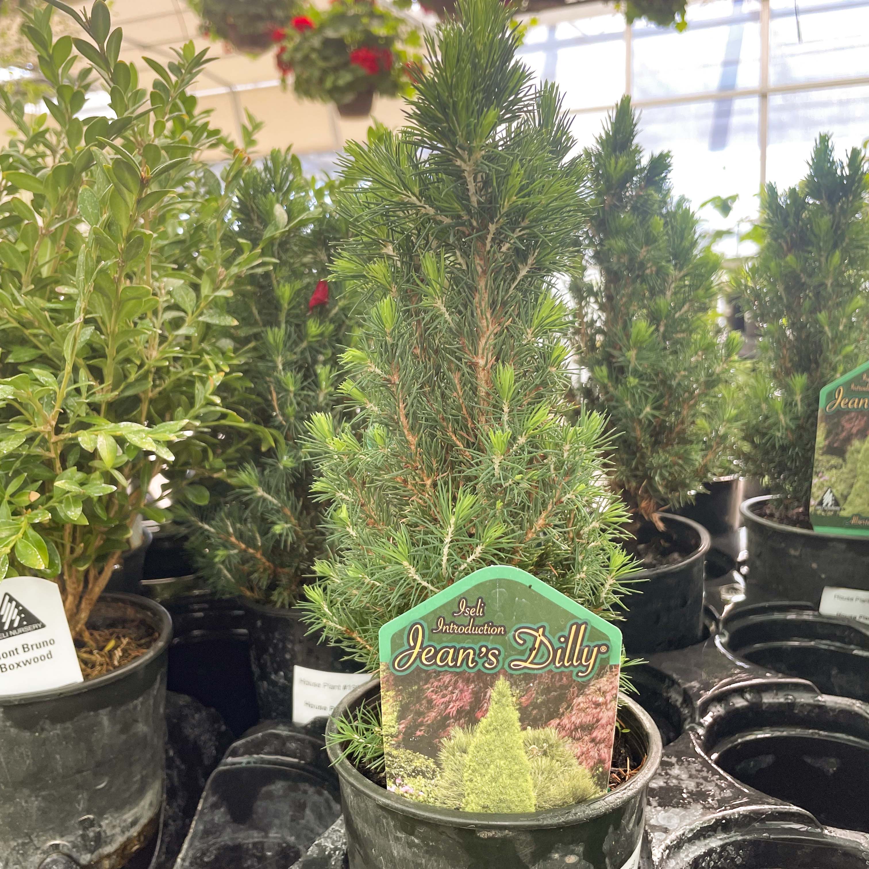 alberta spruce bonsai tree Jean's Dilly Alberta Spruce