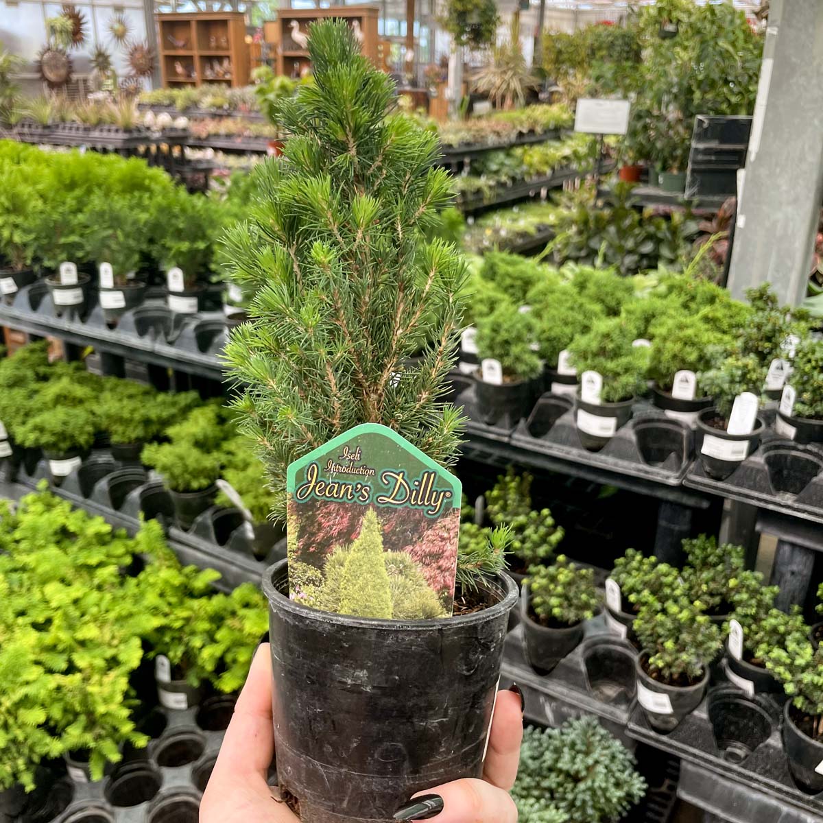 alberta spruce bonsai tree Jean's Dilly Alberta Spruce