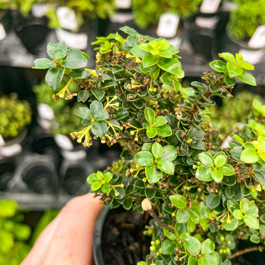 盆栽 jolly Jersey Jewel Japanese Holly - Live Bonsai Starter, 4” Grower's Pot