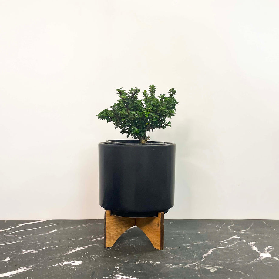 Jersey Jewel Japanese Holly - Live Bonsai Starter, 4” Grower's Pot