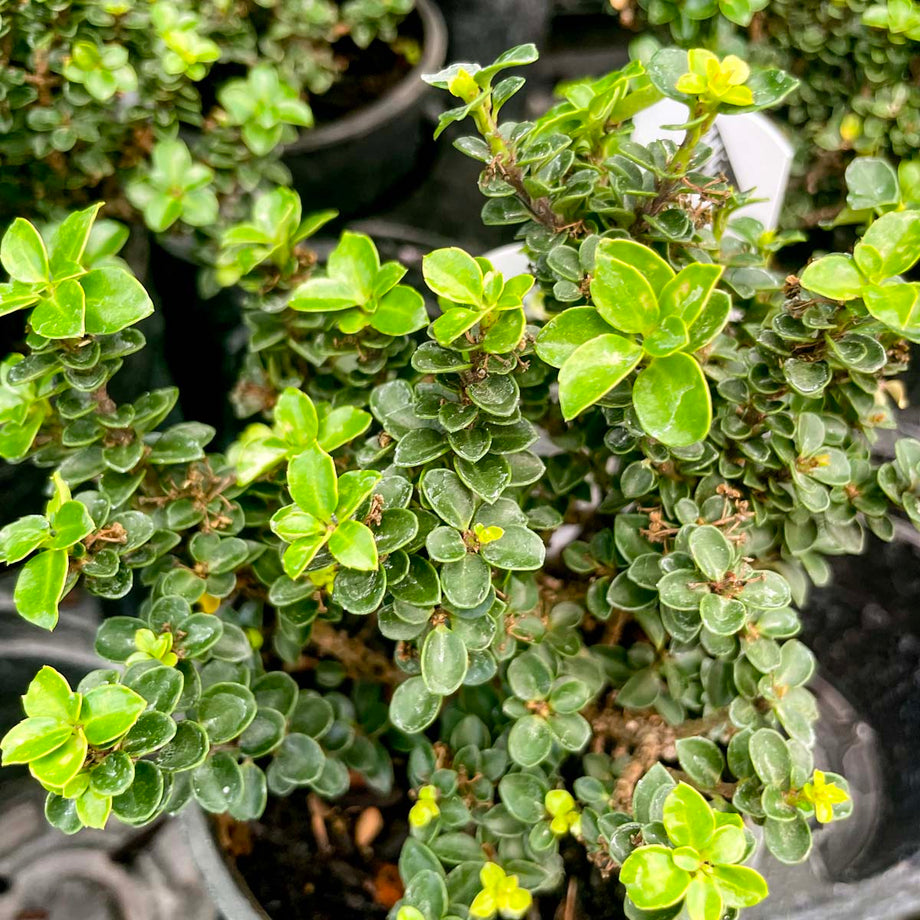 クリスタル葡萄ツリー Jersey Jewel Japanese Holly - Live Bonsai Starter, 4” Grower's Pot