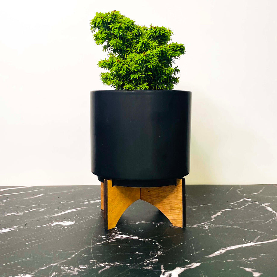 Jervis Canadian Hemlock - Live Bonsai Starter, 4” Grower's Pot