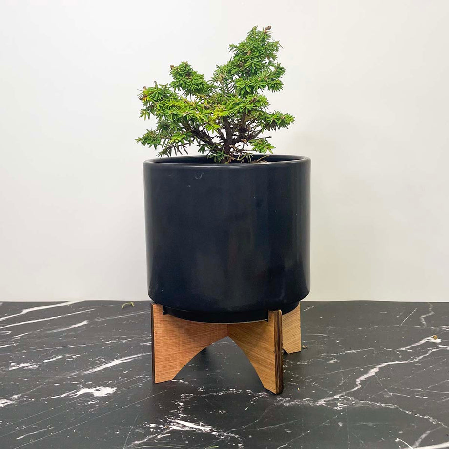 hemlock tree bonsai Jervis Canadian Hemlock