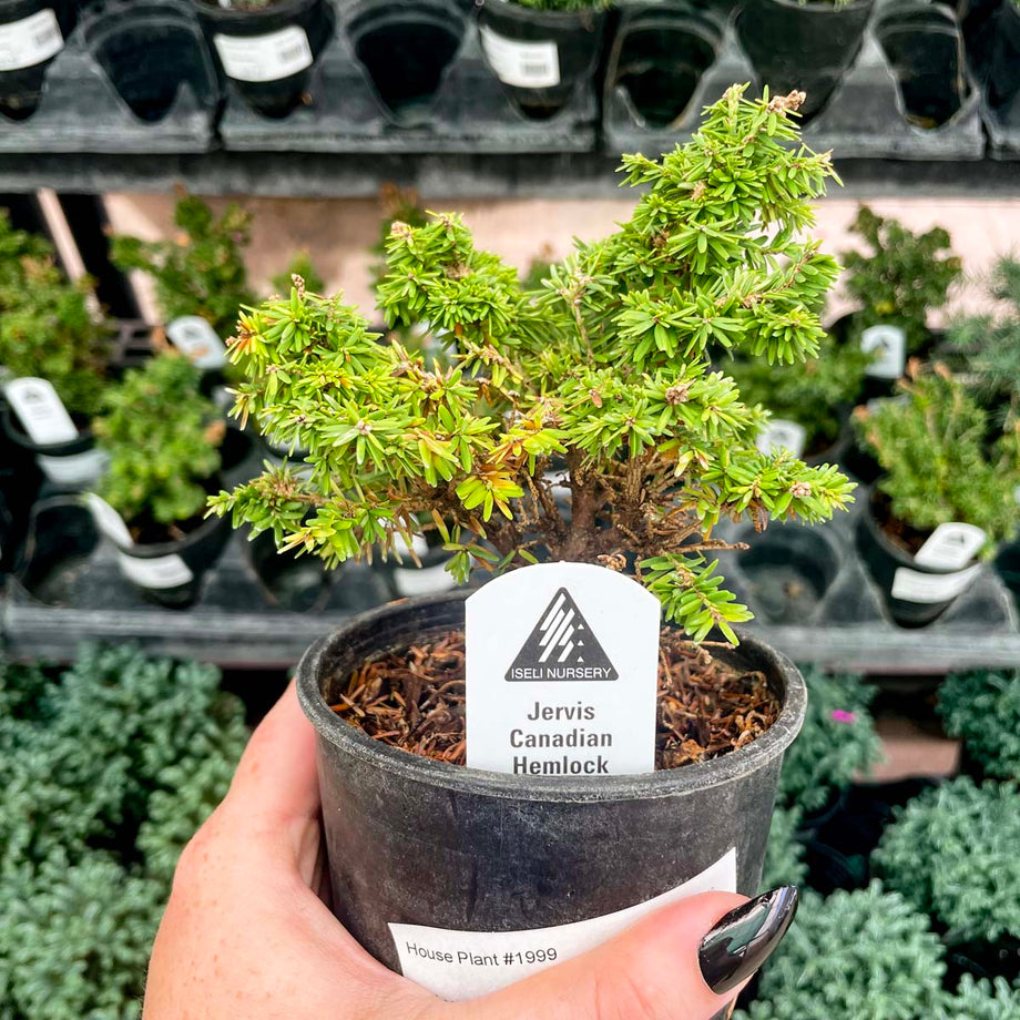 Jervis Canadian Hemlock