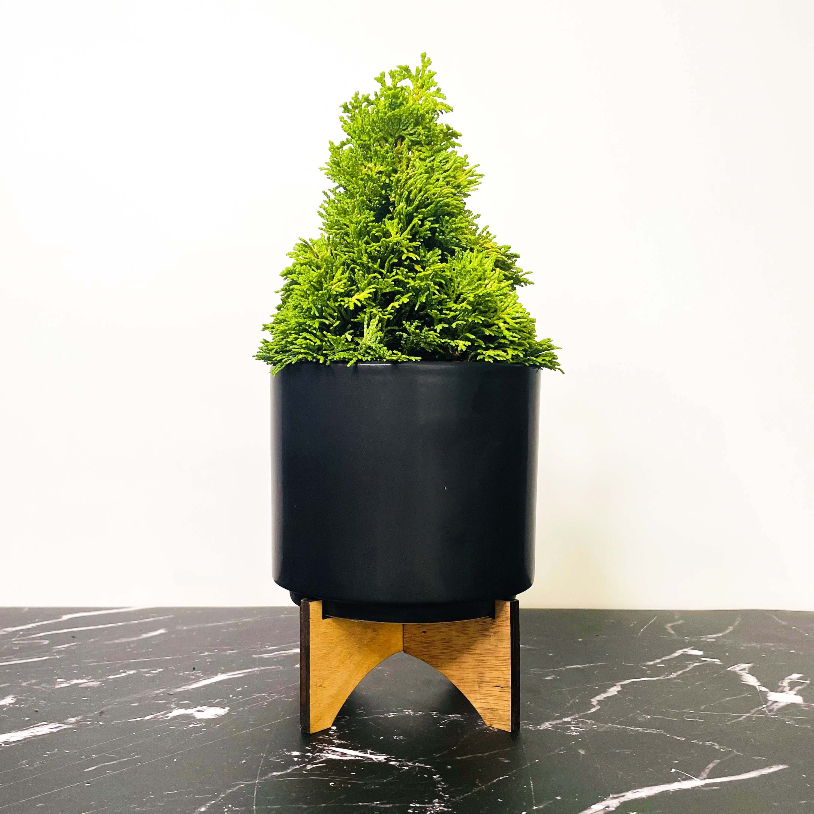 cypress bonsai artificial tree Chirimen Hinoki Cypress, Bonsai Starter Plant – Southern Idaho Landscape Center