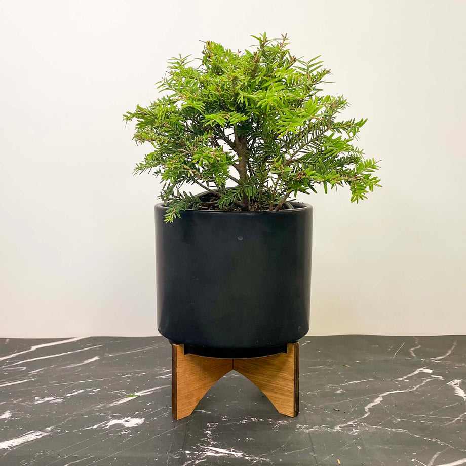 Moon Frost Canadian Hemlock