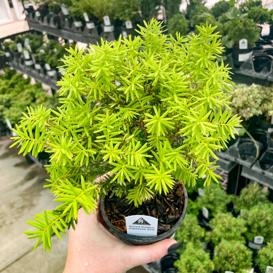 Nana Golden Dwarf Japanese Yew