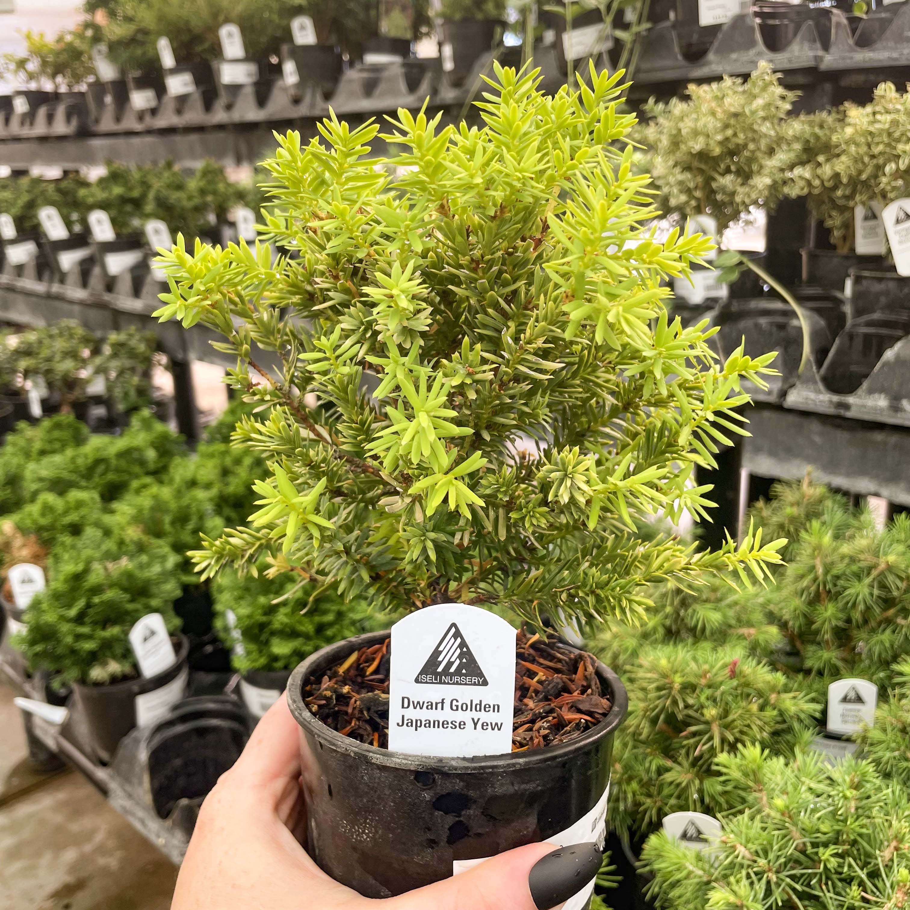 golden nanmu potted plant Golden Dwarf Japanese Yew