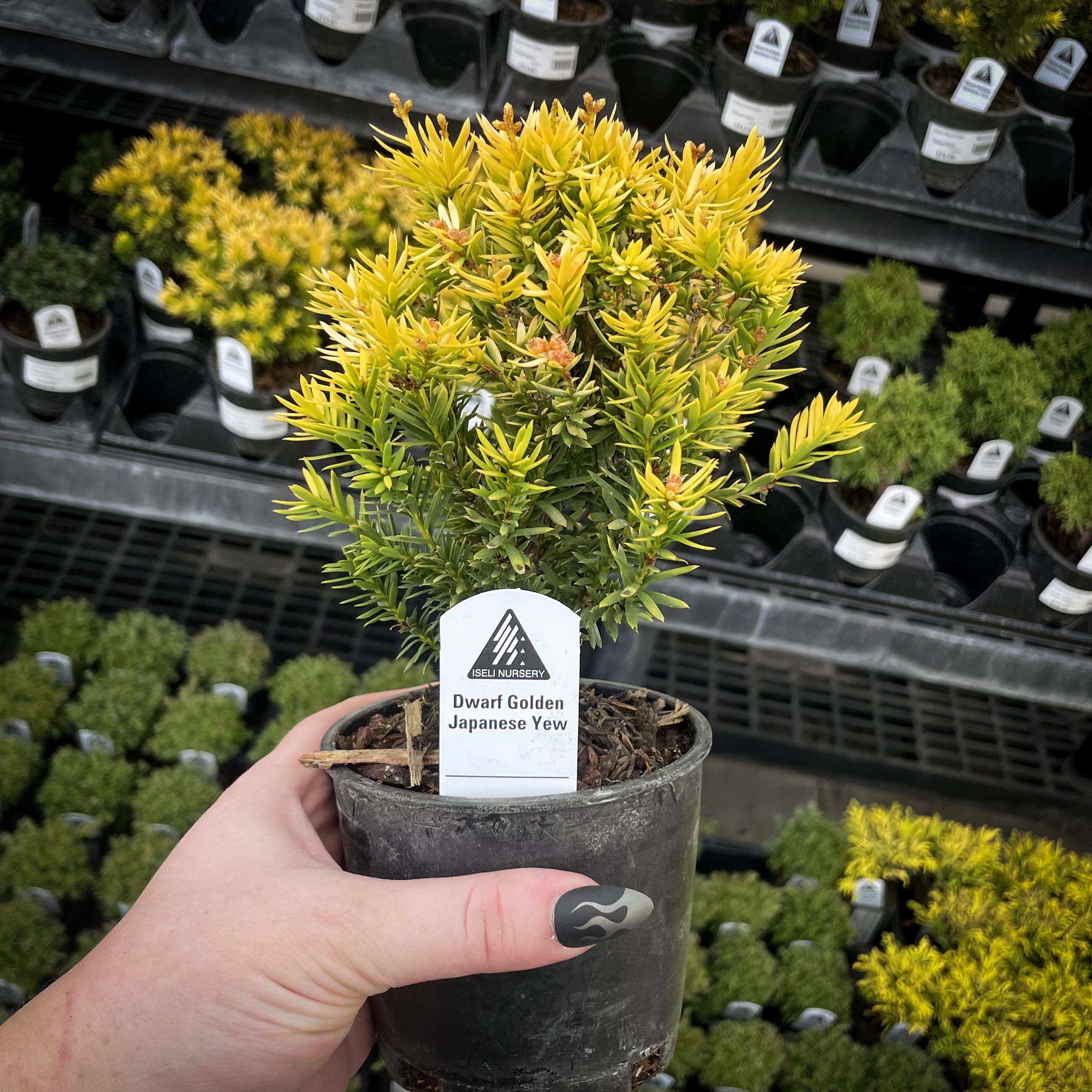 golden nanmu tree bonsai Nana Golden Dwarf Japanese Yew