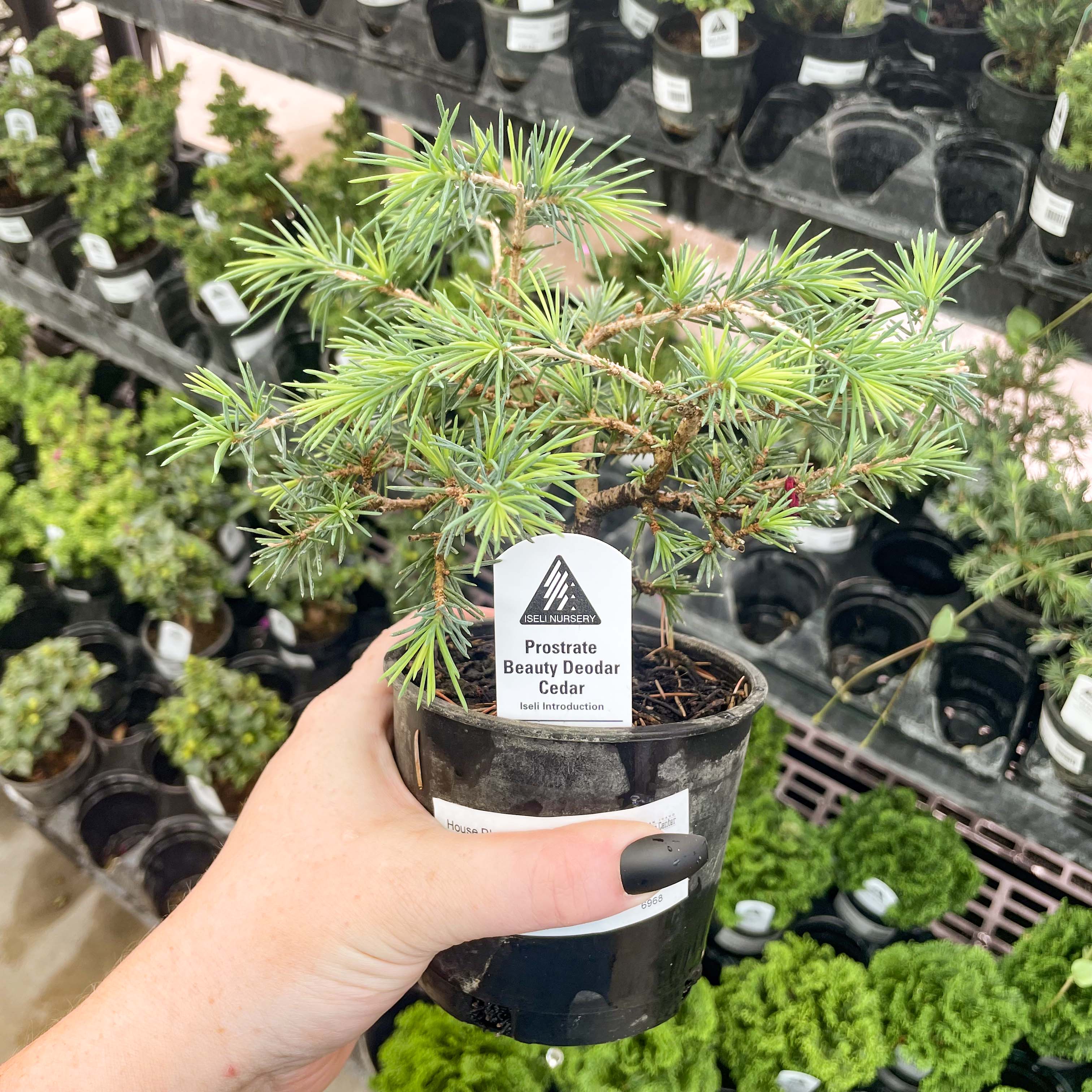 deodar cedar bonsai tree Prostrate Beauty Deodar Cedar