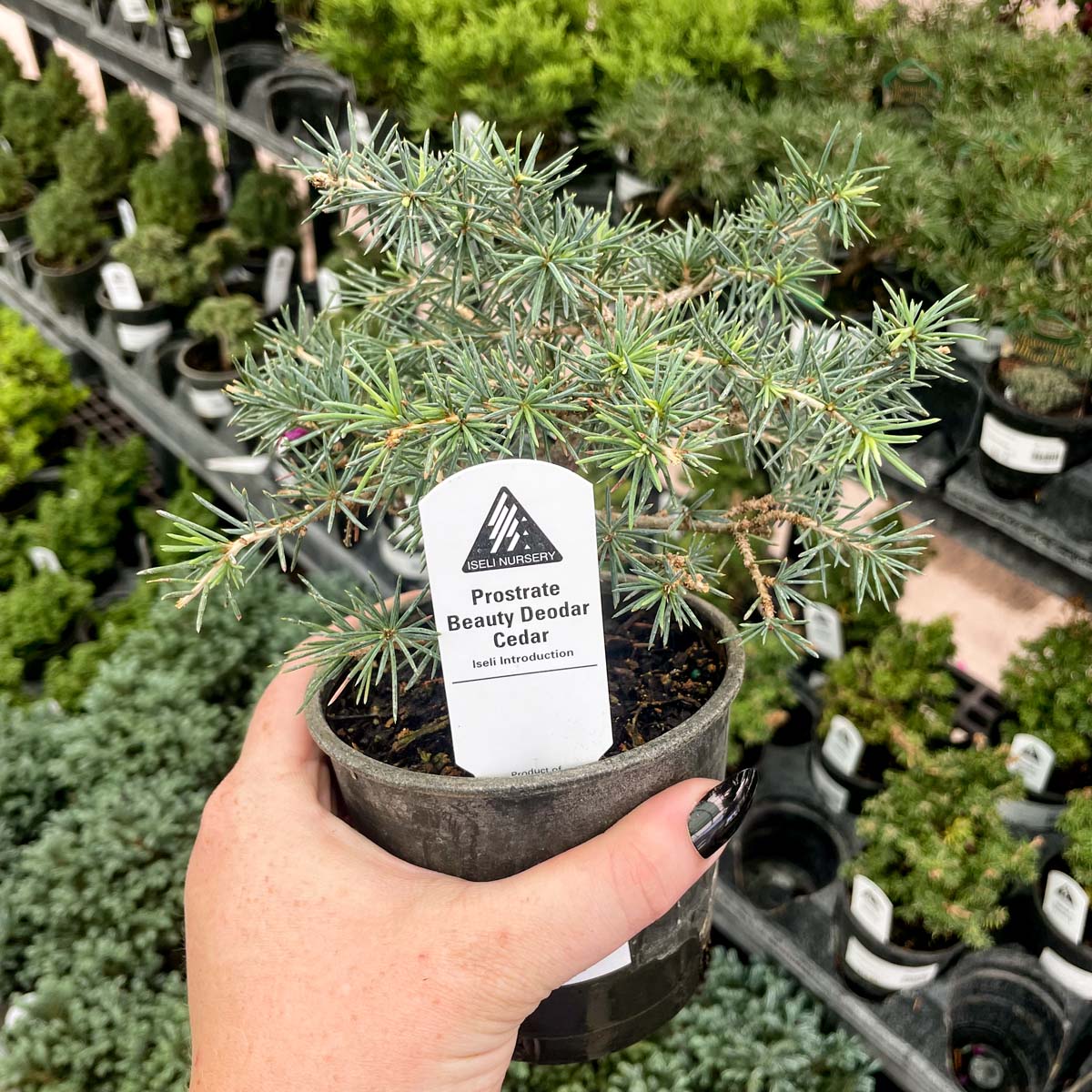 cedar house plant Prostrate Beauty Deodar Cedar