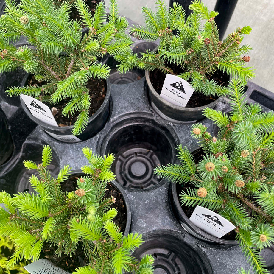 picea indoor plant Little Gem Norway Spruce, Landscape Plant, Bonsai Starter Plant – Southern Idaho Landscape Center