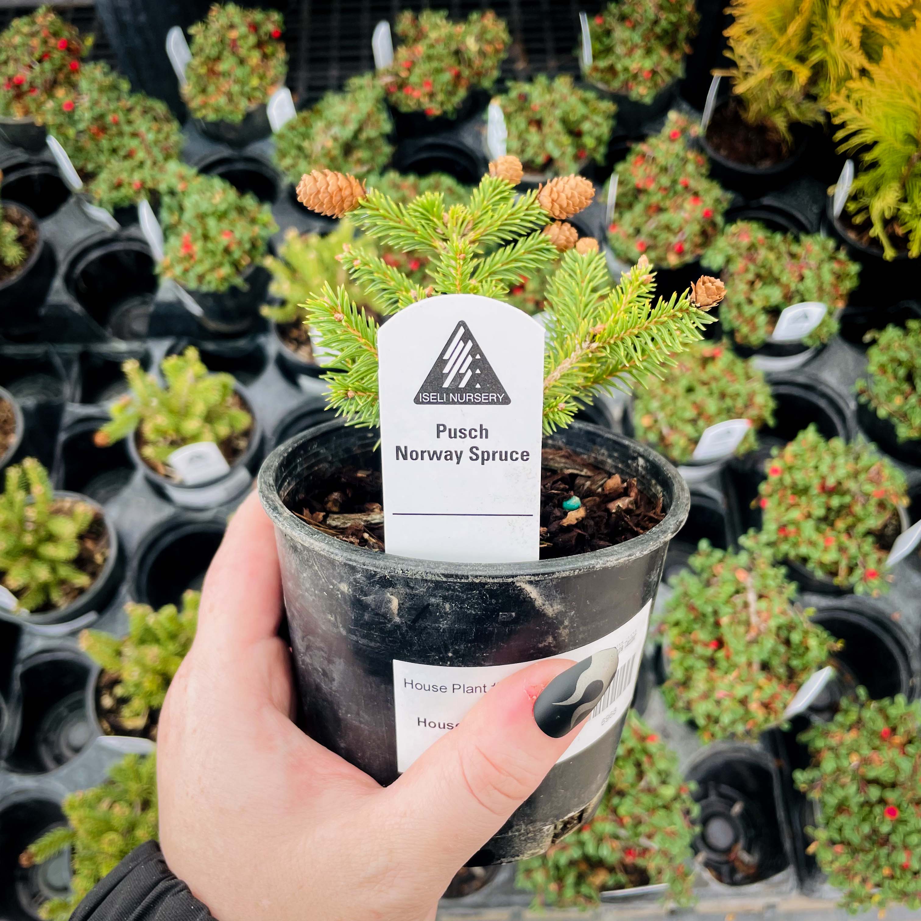 picea indoor plant Pusch Norway Spruce