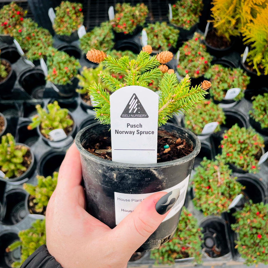 the spruce house plants Little Gem Norway Spruce, Landscape Plant, Bonsai Starter Plant – Southern Idaho Landscape Center
