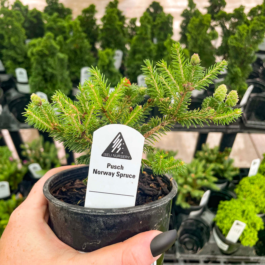 Little Gem Norway Spruce, Landscape Plant, Bonsai Starter Plant – Southern  Idaho Landscape Center