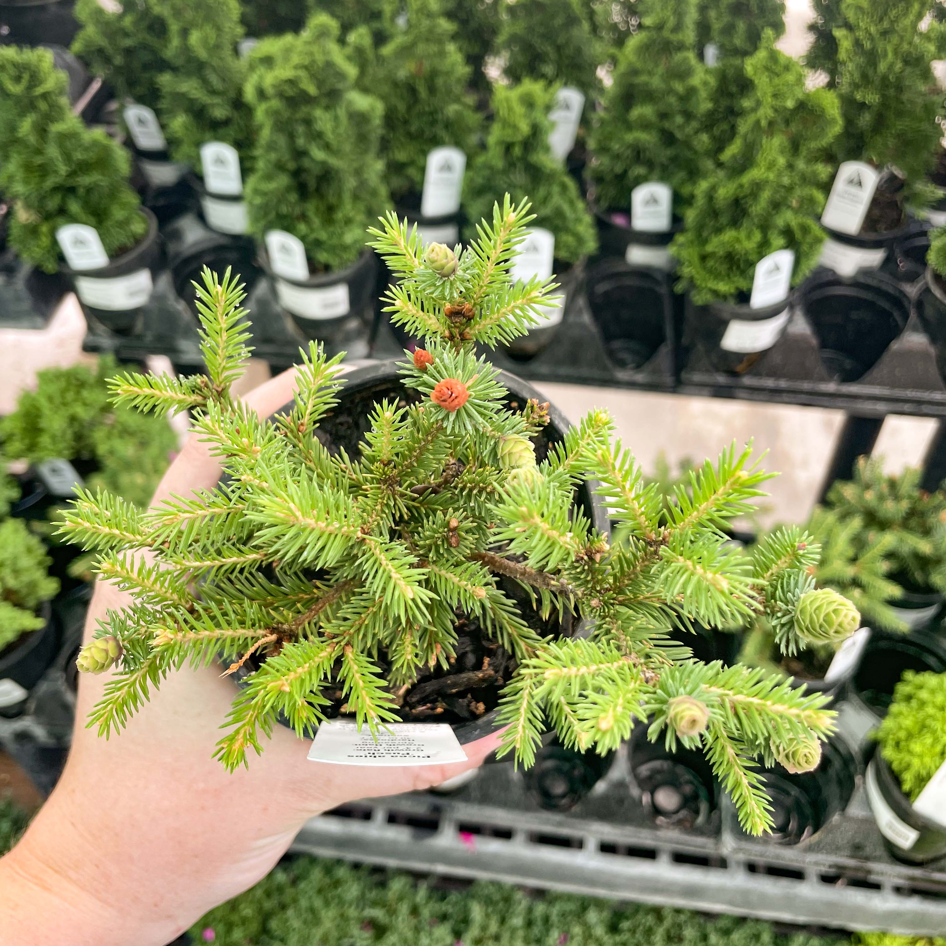 picea abies bonsai tree Little Gem Norway Spruce, Landscape Plant, Bonsai Starter Plant – Southern Idaho Landscape Center
