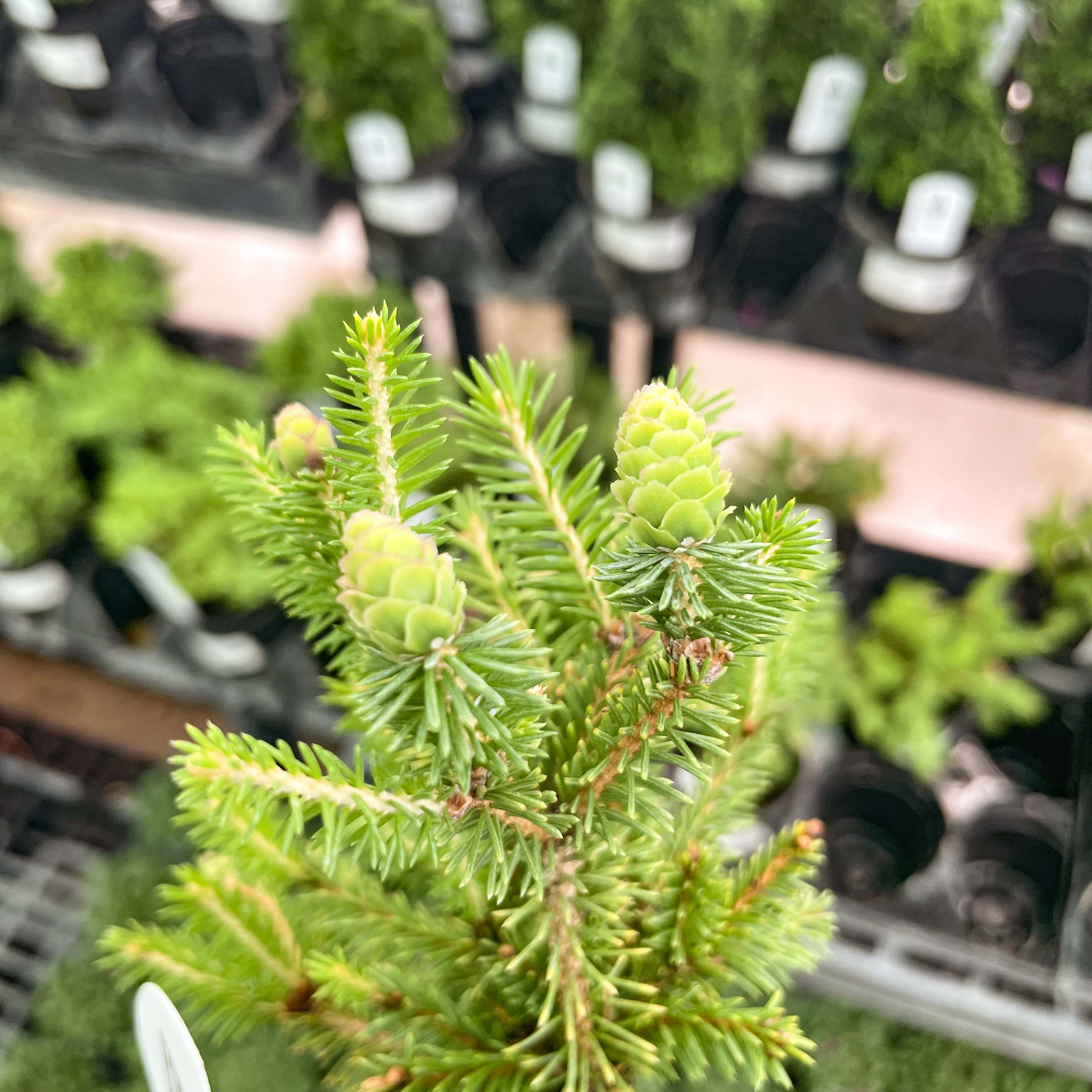 picea abies bonsai tree Little Gem Norway Spruce, Landscape Plant, Bonsai Starter Plant – Southern Idaho Landscape Center