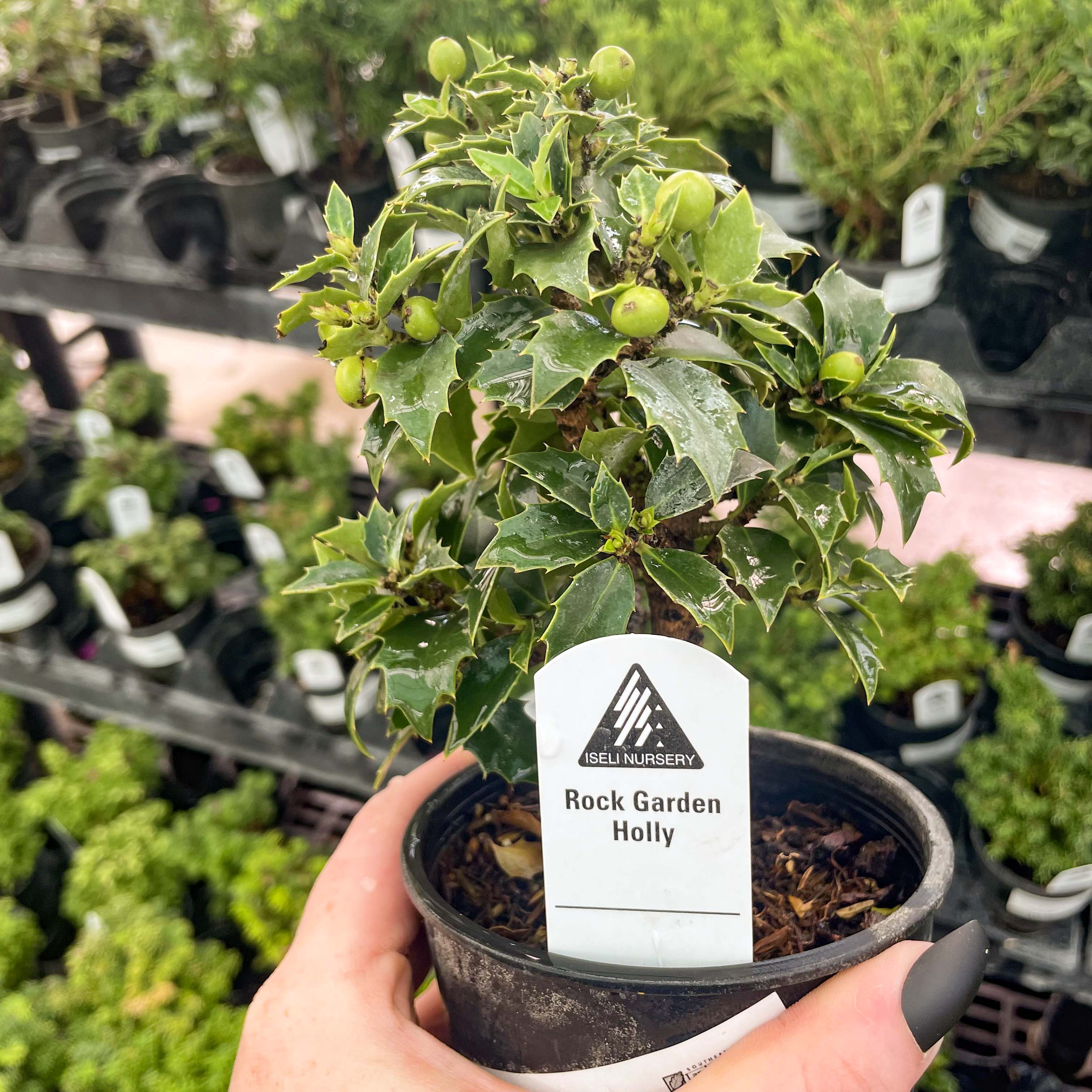 american holly tree bonsai Rock Garden Holly
