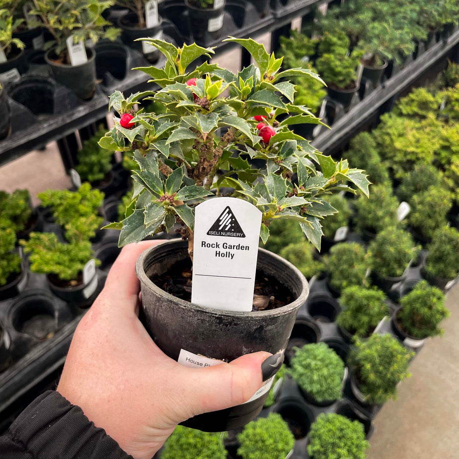 holly bonsai Rock Garden Holly