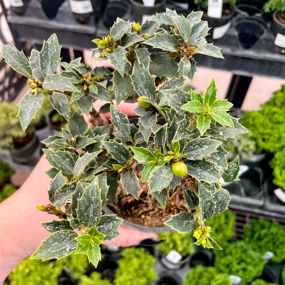 Rock Garden Holly